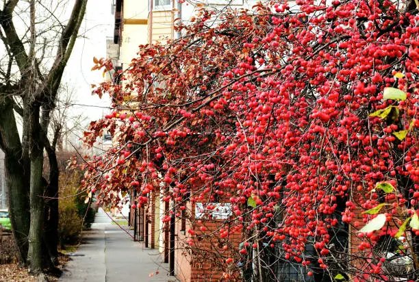 street perspective with bright red crabapples. leafless tree branches. selective focus. fall scene. brick building. autumn season. fall mood. nature and outdoors. blurred background.