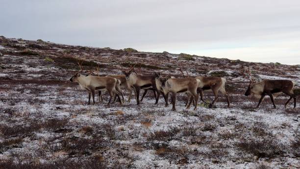 istock Reindeer in the mountains Norway 1360062858