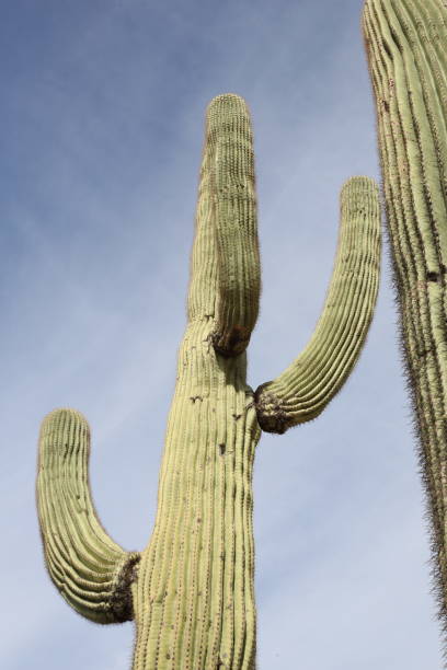 istock Arizona/desert landscape 1360064470