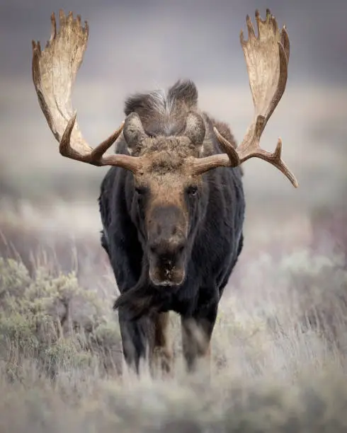 Moose in Grand Teton National Park Wyoming