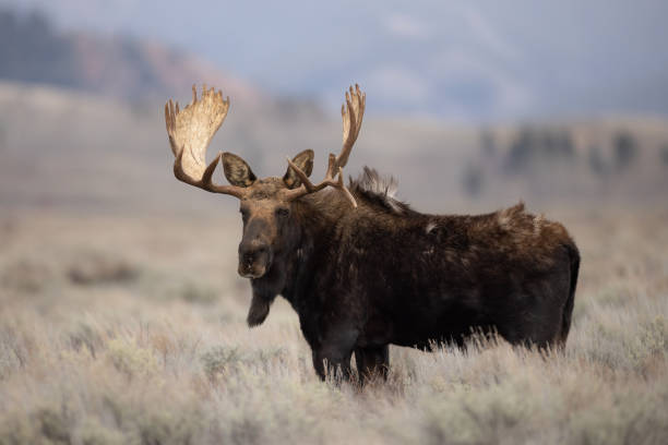 istock Moose in Grand Teton National Park 1360067308