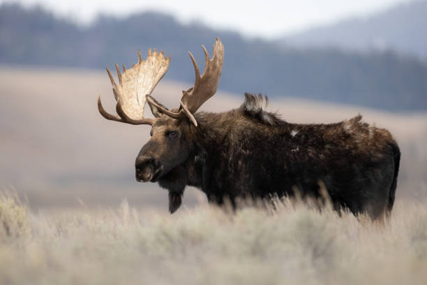istock Moose in Grand Teton National Park 1360067336