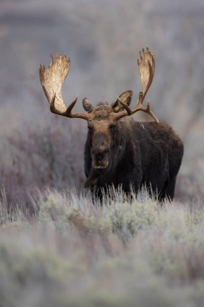 istock Moose in Grand Teton National Park 1360067340