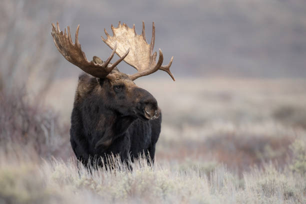 istock Moose in Grand Teton National Park 1360067375
