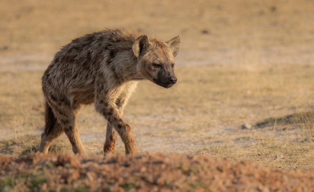 istock Hyena in the Mara, Africa 1360067413