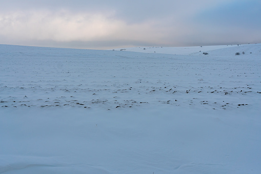 Fields under snow