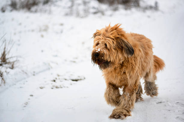 young cheerful man rolling snowballs with pet dog on snow,China.