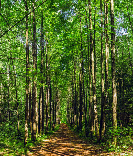 istock footpath in the forest on a sunny summer day 1360069575
