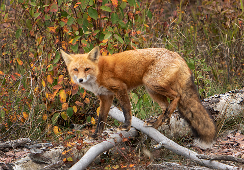 A red fox walking.