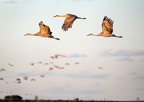 A group of sandhill cranes flying.