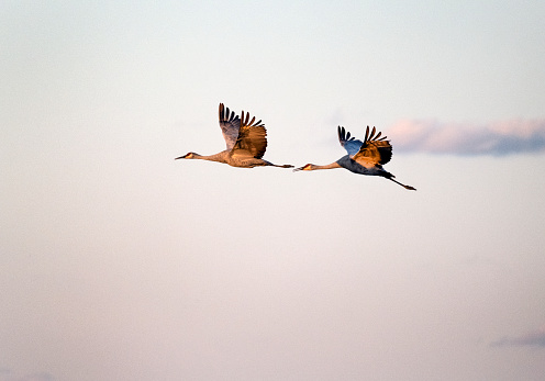 A group of sandhill cranes flying.