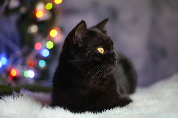 istock Black cat and Christmas decorations 1360072098