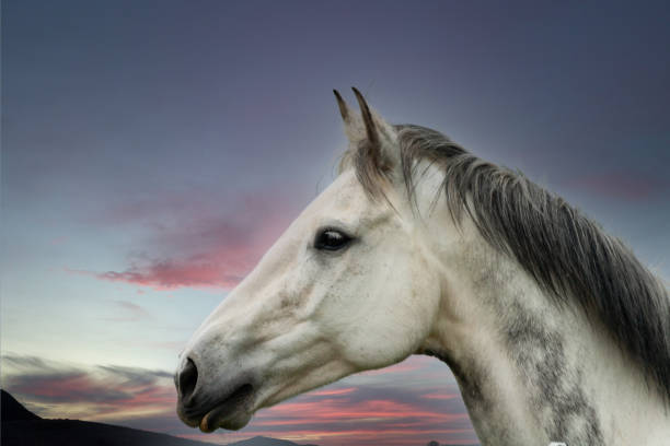 Close up headshot shot of beautiful dapple grey horse standing in front of a beautiful stormy early morning sky filled with pink colours and warning of storm to come . stock photo