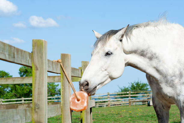 Close up of grey horse enjoying a salt lick in field on summers day, the lick will help with the horses health and fitness due to the vitamins and minerals in it. stock photo