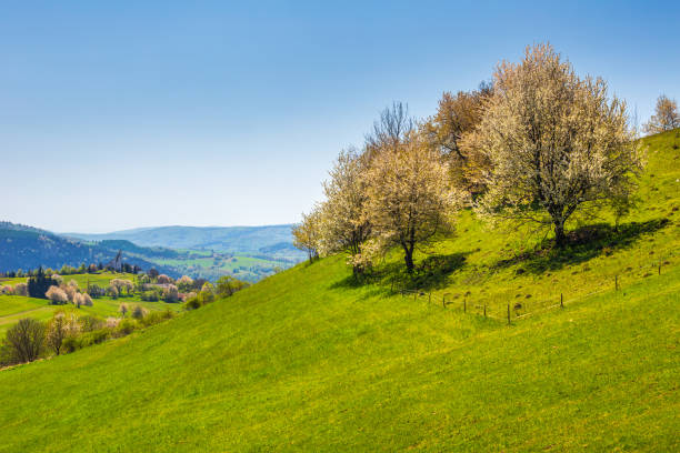 istock Spring rural landscape with flowering fruit trees on a sunny day 1360075189