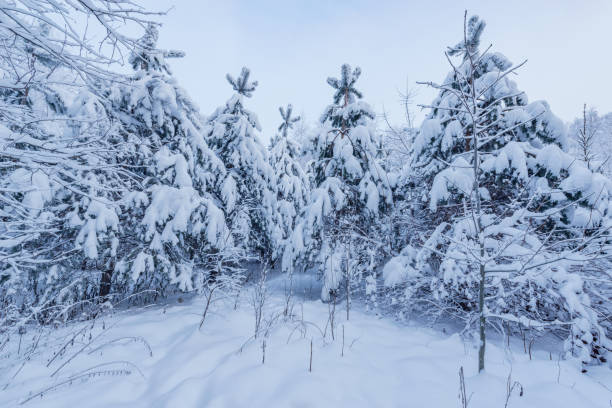 istock Winter forest view at early morning time. 1360076296