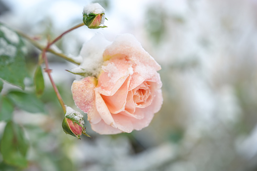 Last blooming rose covered with snow in the garden in winter, copy space, selected focus, narrow depth of field