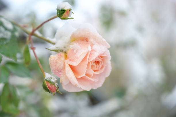 Last blooming rose covered with snow in the garden in winter, copy space, selected focus Last blooming rose covered with snow in the garden in winter, copy space, selected focus, narrow depth of field meteorology photos stock pictures, royalty-free photos & images