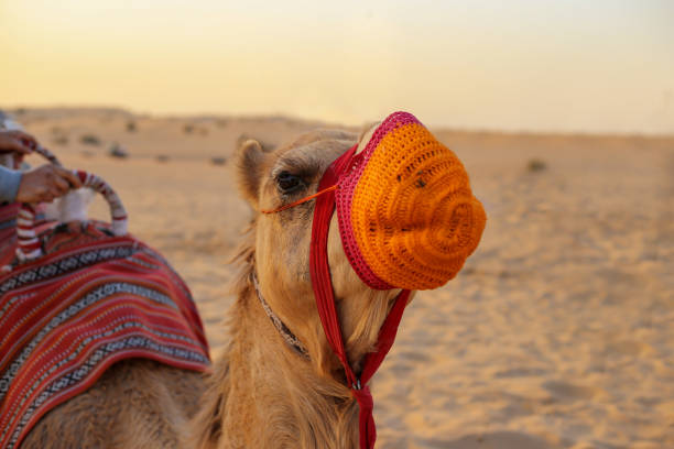 istock A camel in knitted orange muzzle lies in the desert 1360079503