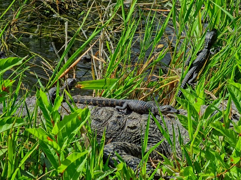 A female alligator with its newly hatched young protects the defenseless babies within its native habitat of the Big Cypress national preserve located in southwest Florida and just north of Everglades national park