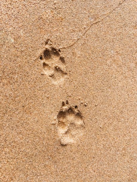 słodkie odciski łap na plaży - dog paw print beach footprint zdjęcia i obrazy z banku zdjęć