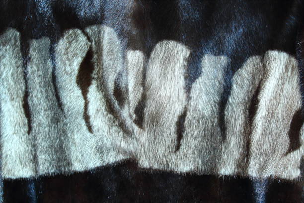 istock Mink coat. Fur. Close-up. Background. Texture. 1360081546