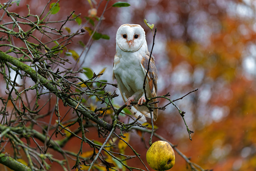 Barn Owl (Tyto alba) in an apple orchard with autumn colors in the background in Noord Brabant in the Netherlands