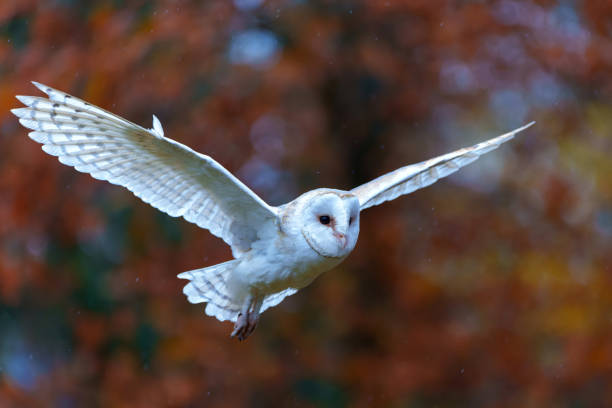 istock Barn Owl with autumn colors in the background 1360082274