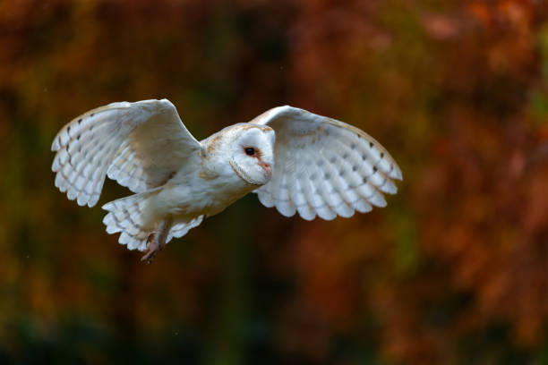 A Barn Owl perched on a fence overlooking the Kent countryside in England.