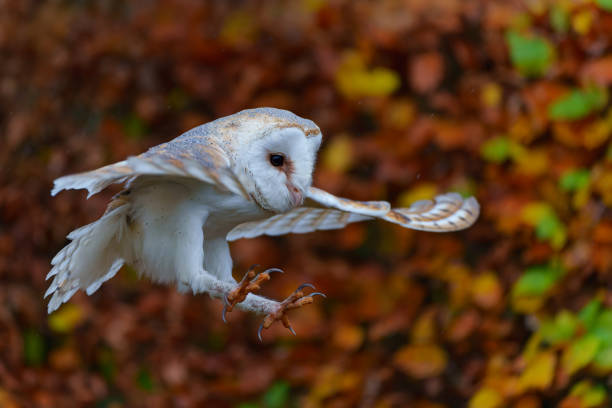 Barn Owl (Tyto alba) in an apple orchard with autumn colors in the background in Noord Brabant in the Netherlands