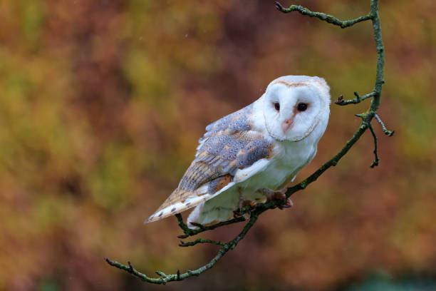 istock Barn Owl with autumn colors in the background 1360082339