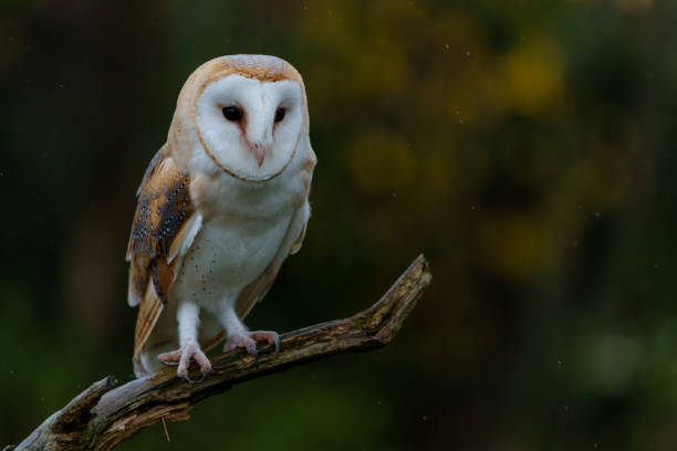 istock Barn Owl with autumn colors in the background 1360082341