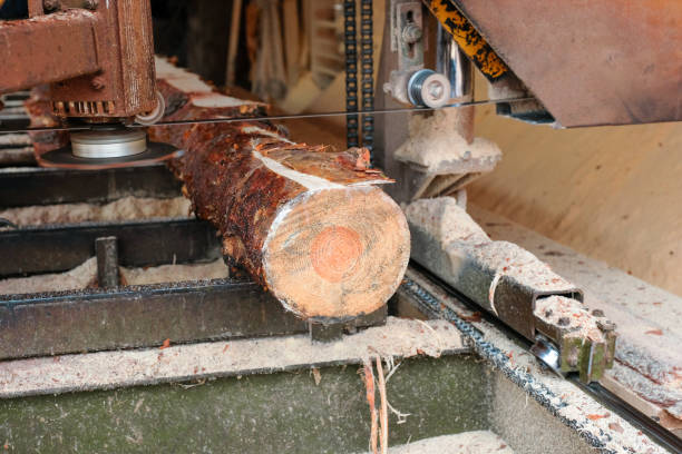 istock Sawmill. Industry sawing boards from logs, woodworking industry 1360082342