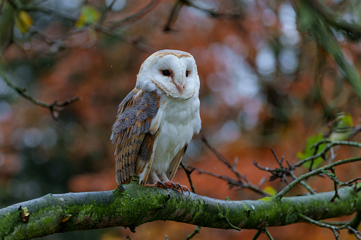 A little owl sitting on a tree branch.