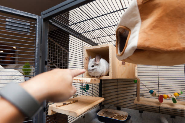 istock Cute Mosaic Chinchilla Playing in the Cage 1360082447