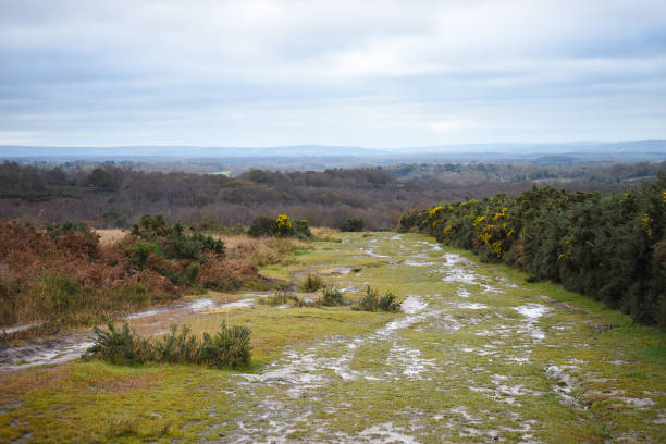 Ashdown Forest view in East Sussex, UK. Ashdown Forest view in East Sussex, UK. Located in the High Weald Area of Outstanding Natural Beauty, a wet muddy grass footpath leads into the distance with the South Downs in the background. ashdown forest photos stock pictures, royalty-free photos & images