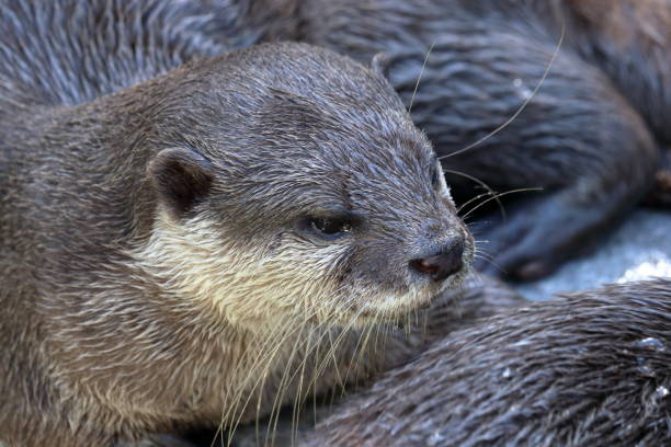 istock Asian small-clawed otter, relax,autumn 1360083604