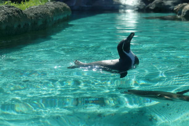 istock Humboldt penguins,showtime 1360084211