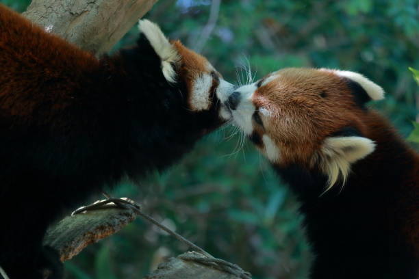 Red panda,Love,autumn