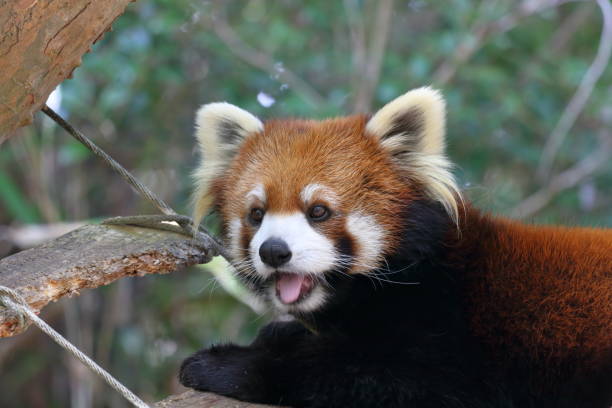 istock Red panda,adorable,autumn 1360084304