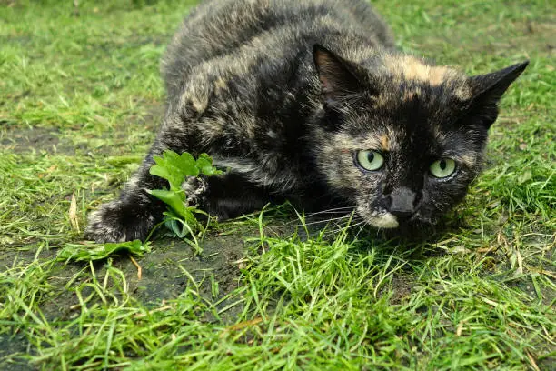 Playful green eyed tortie cat with black and orange fur rolling in the grass in backyard, pet photography.