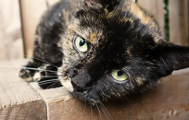 Extreme close up black and orange torti cat face looking into the camera, pet photograph.