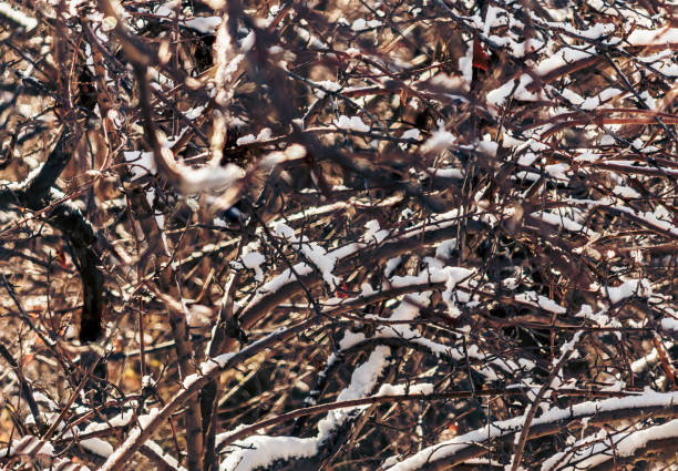 Snow-Covered branches of a tree or glaze, glaze ice, glazed frost or on the tree branches