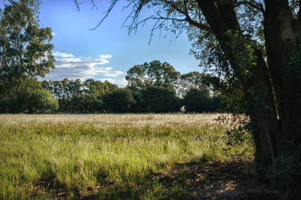 istock landscape with tree in the foreground, grass and several trees in the background. Blue sky with some clouds 1360087124