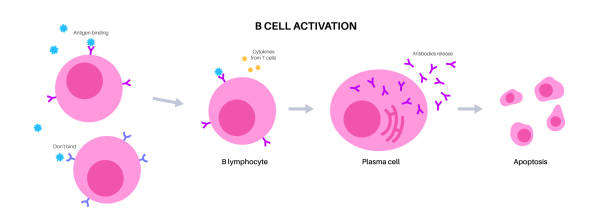 illustrazioni stock, clip art, cartoni animati e icone di tendenza di attivazione delle cellule b - white blood cell human immune system virus cell