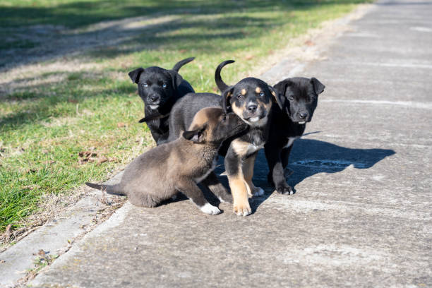 istock Puppies playing in the garden. 1360090416
