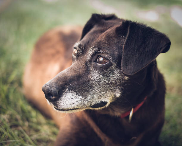 istock Dog looking calmly to the side. 1360091157