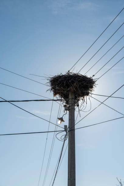 istock Stork nest on the electricity post. 1360092135