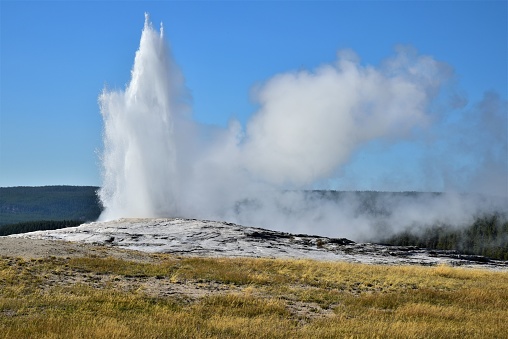 Old Faithful Geyser erupts releasing steam plumes into a clear blue sky in autumn.