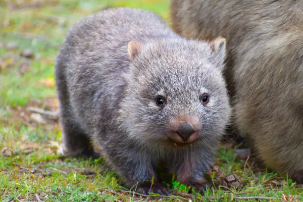 Baby wombat next to his mother at Maria Island Tasmania.